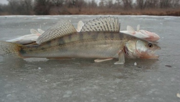 Рыбалка зимой в Астрахани на судака галлерея 2 фото 3