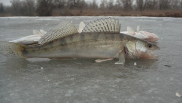 Рыбалка в Астрахани галлерея 2 фото 3