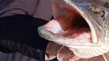 Галлерея 1 фото 3 Новый рекорд на нашем пруду: поймана щука-гигант весом 8 кг! галлерея 1 фото 2