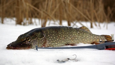 Галлерея 2 фото 1 Рыбалка в Астрахани галлерея 2 фото 1